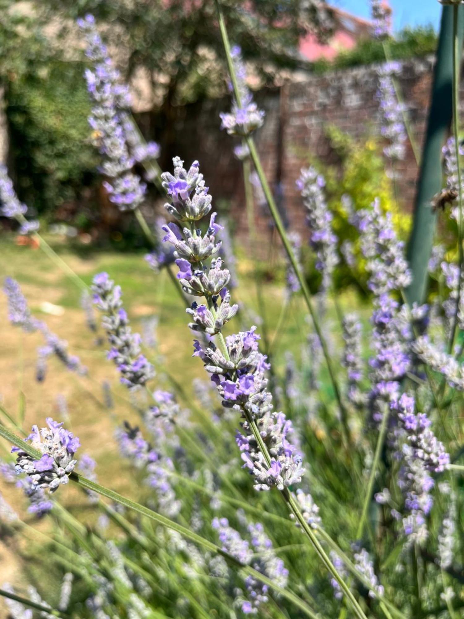 Maison Chaleureuse Avec Jardin - Pause Normande Sées Extérieur photo
